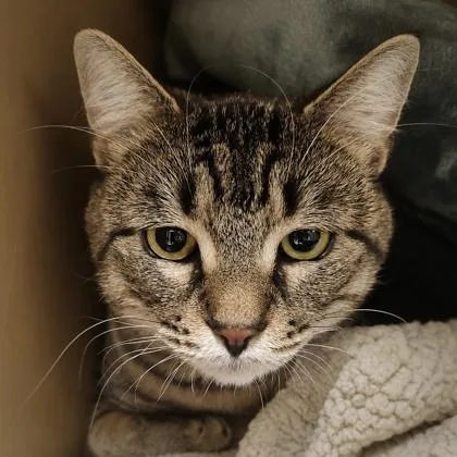 A young medium-sized male Domestic Short Hair cat named Doodlebug Aka Odie for adoption in Burlington, WA