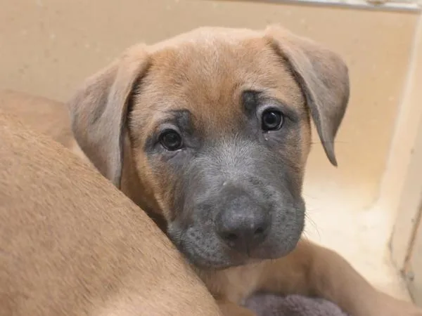 A baby medium-sized male Pit Bull Terrier dog named Sir Chonk The Mighty for adoption in Portland, OR