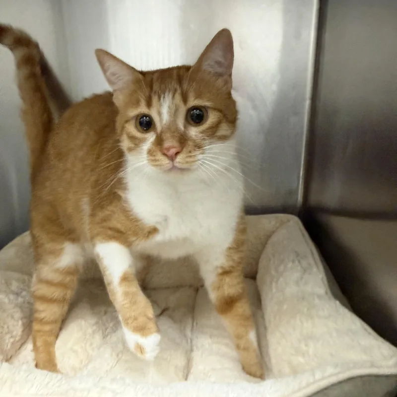 A young medium-sized male Orange & White Domestic Short Hair cat named Amal & Flash for adoption in Waltham, MA