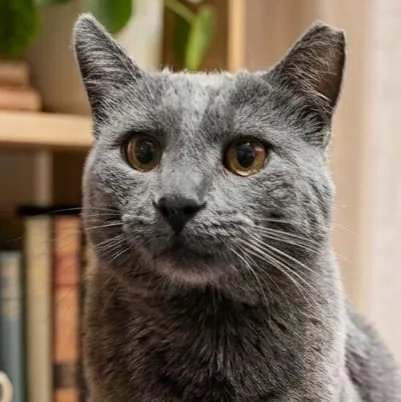 An adult medium-sized male Gray / Blue / Silver Domestic Short Hair cat named Chummy Chillbur for adoption in Barron, WI