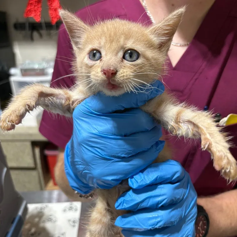 A baby small-sized male Orange / Red Domestic Short Hair cat named Ollie for adoption in Milton, FL