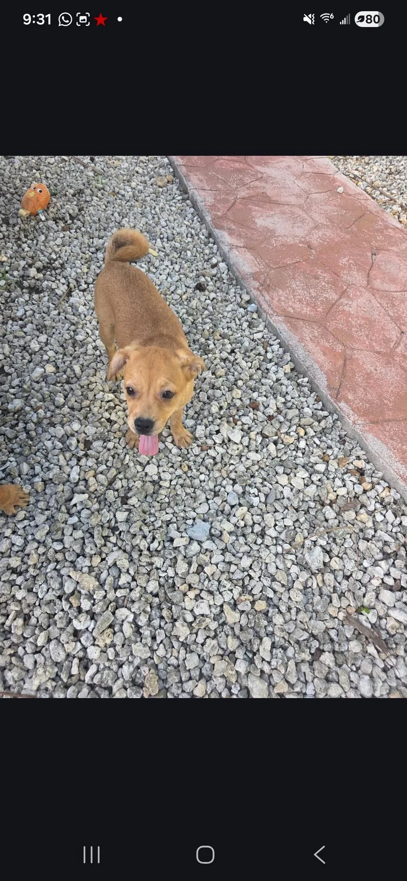 A young small-sized female Pug dog named Penelope for adoption in Miami, FL