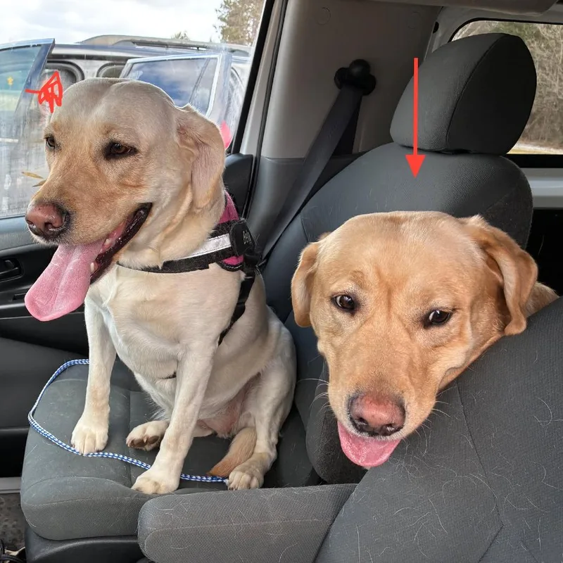 An adult extra large-sized male Yellow / Tan / Blond / Fawn Yellow Labrador Retriever dog named Deuce for adoption in Park Falls, WI