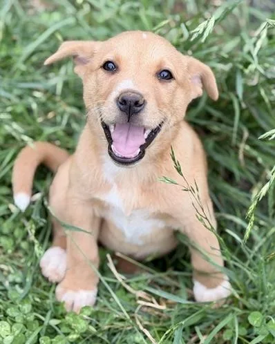 A baby medium-sized female Beagle dog named Bubbles for adoption in Malvern, PA