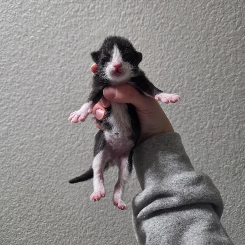 A baby small-sized male Black Domestic Short Hair cat named Halligan for adoption in West Olive, MI