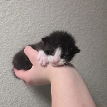 Halligan thumbnail 2