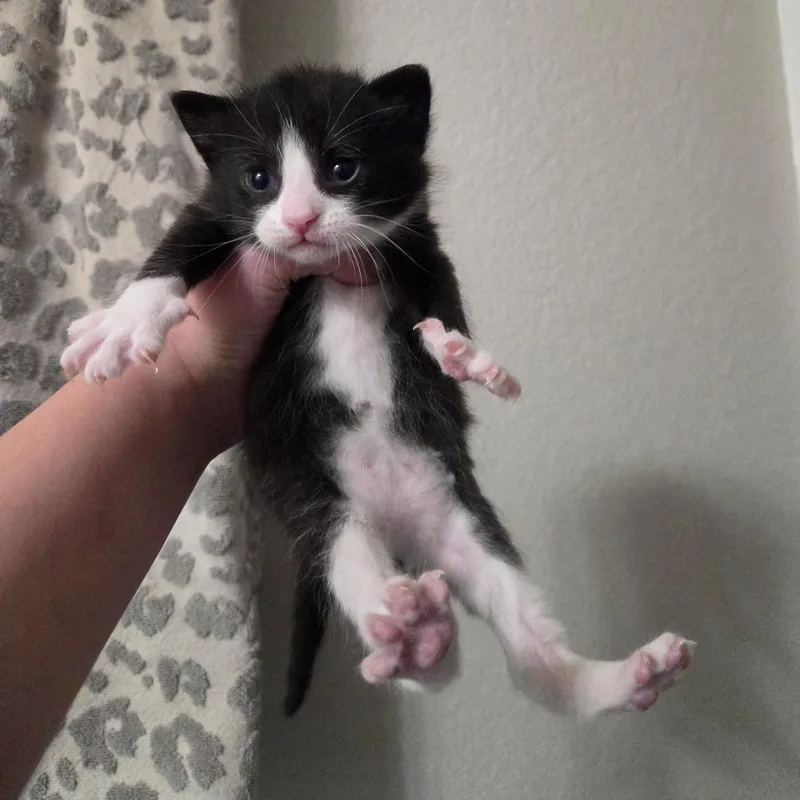 Halligan thumbnail 3