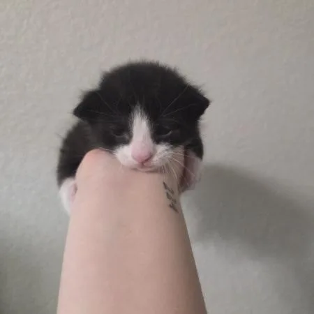 Halligan thumbnail 4