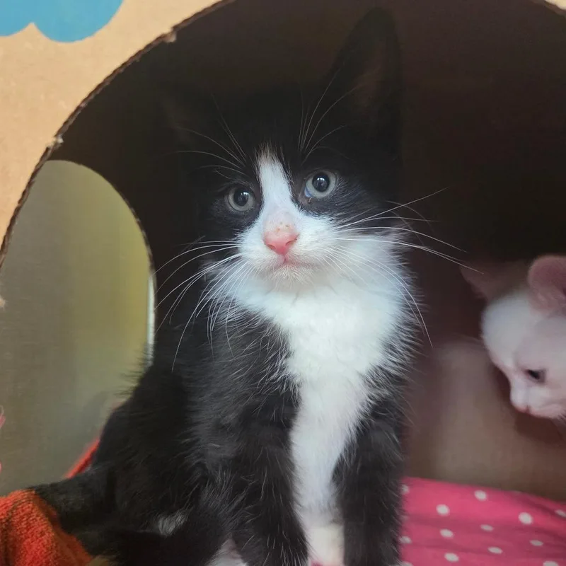 Halligan thumbnail 5