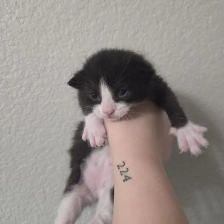 Halligan thumbnail 6