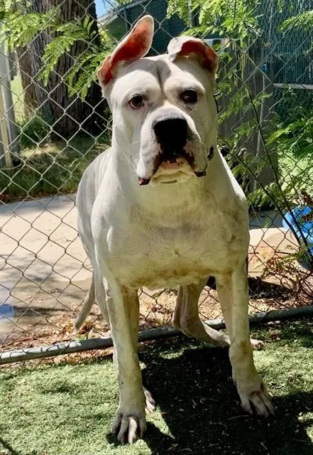 A senior extra large-sized male Bullmastiff dog named Snowy for adoption in Lancaster, CA