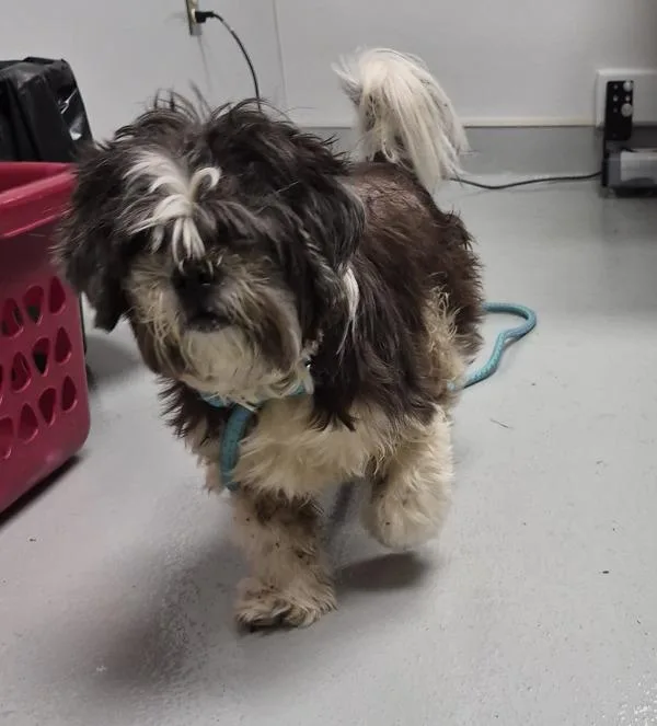 A senior small-sized female Maltese dog named Ic for adoption in Lawrenceville, GA