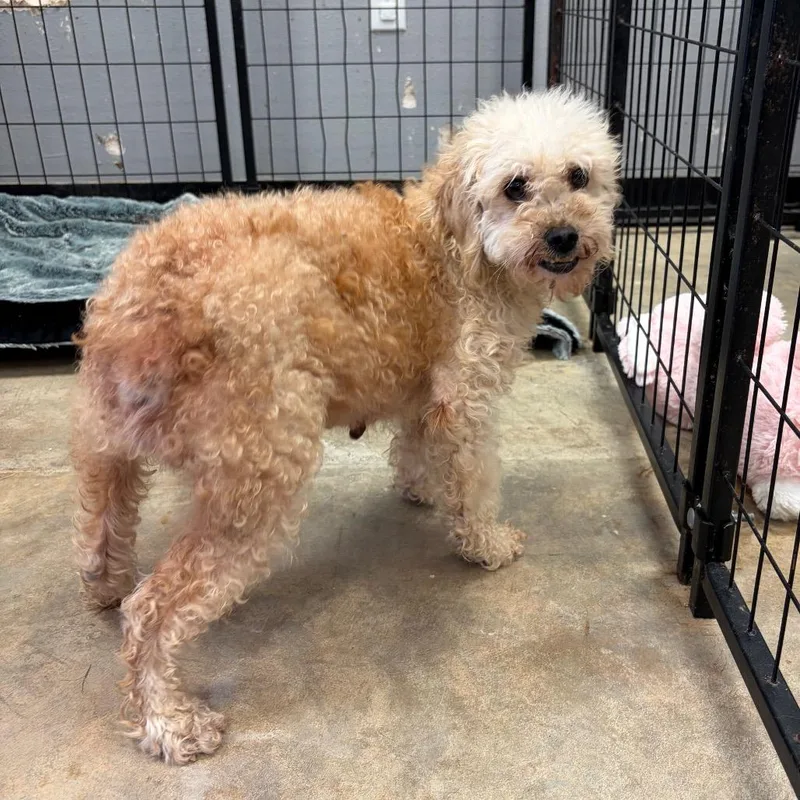 An adult small-sized female White / Cream Mixed Breed dog named Suzy Q for adoption in Webster, TX