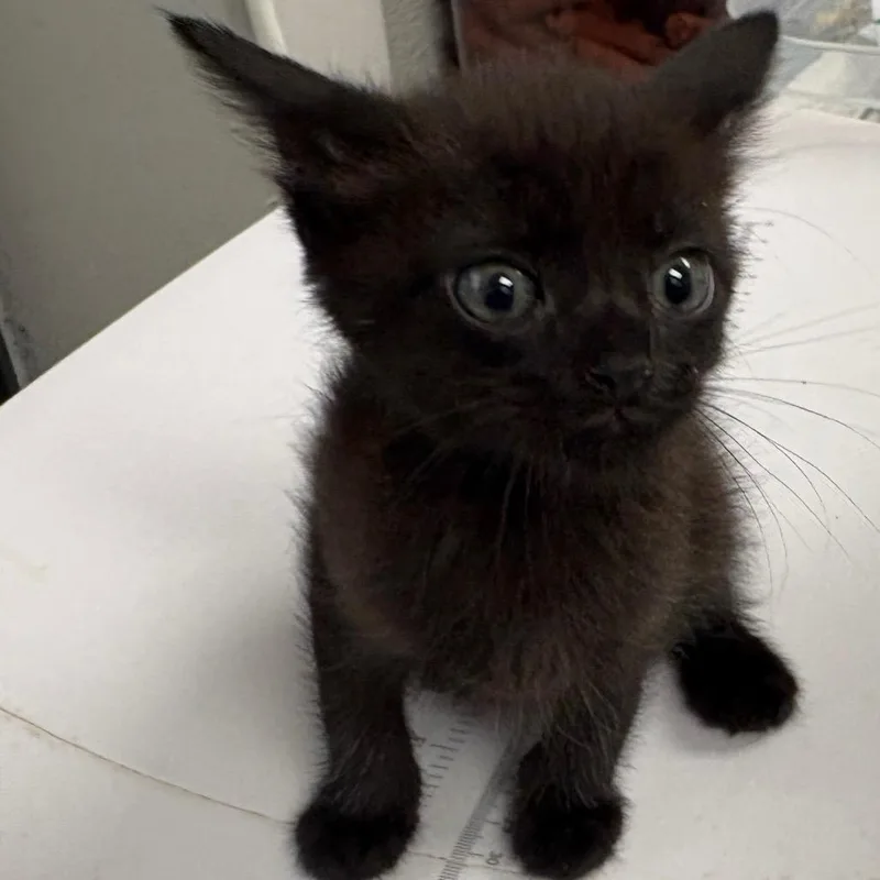 A baby small-sized male Black Domestic Short Hair cat named Ryan for adoption in Columbiana, AL