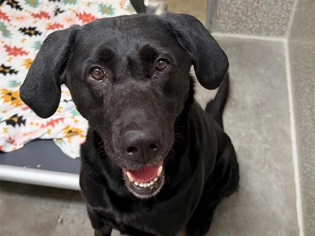 An adult large-sized male Labrador Retriever dog named Charlie for adoption in Santa Rosa, CA