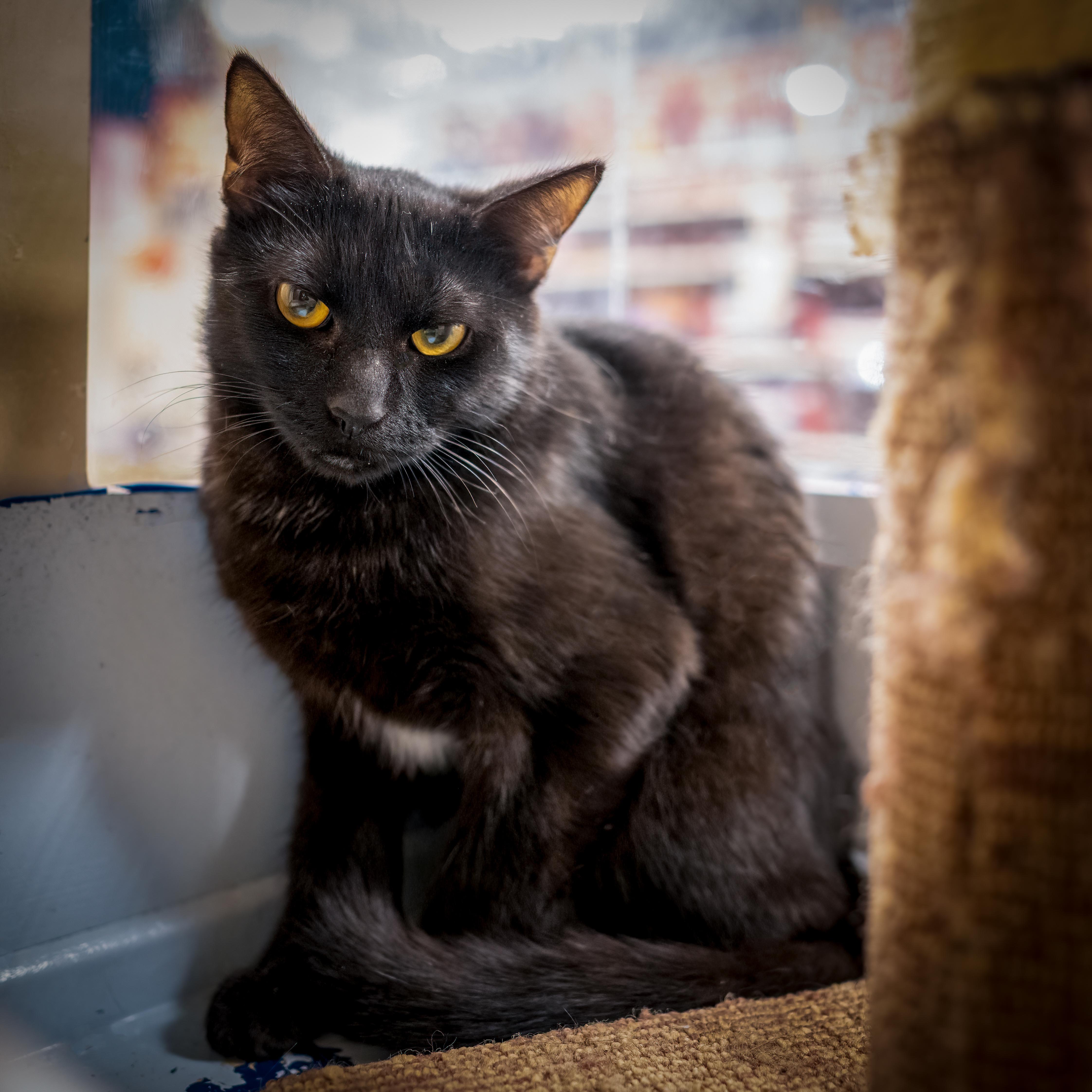 A young large-sized male Black Domestic Short Hair cat named Riddle for adoption in HANSON, MA
