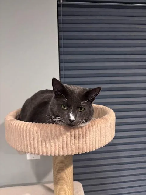 An adult medium-sized female Domestic Short Hair cat named Sally for adoption in Shoreline, WA