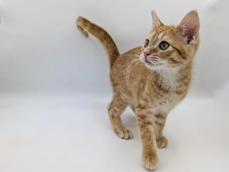 A baby small-sized male Domestic Short Hair cat named Kumquat for adoption in Powell, OH