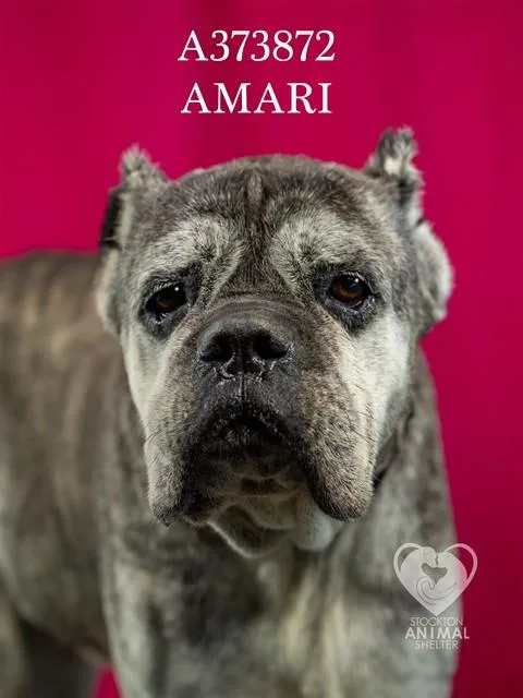 Amari