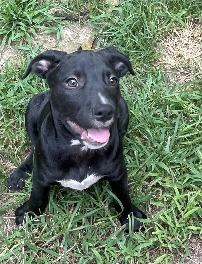A young medium-sized male Black Mixed Breed dog named Hank for adoption in Nantucket, MA