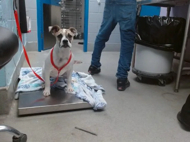 A baby small-sized female Boxer dog named Seashell for adoption in Albuquerque, NM