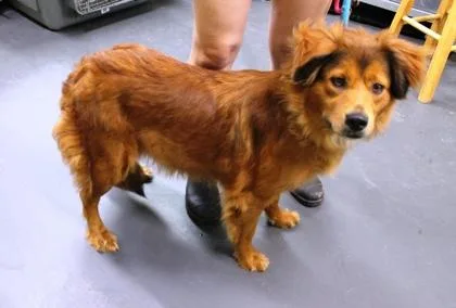 A baby medium-sized female Golden Retriever dog named Lolabear for adoption in Picayune, MS