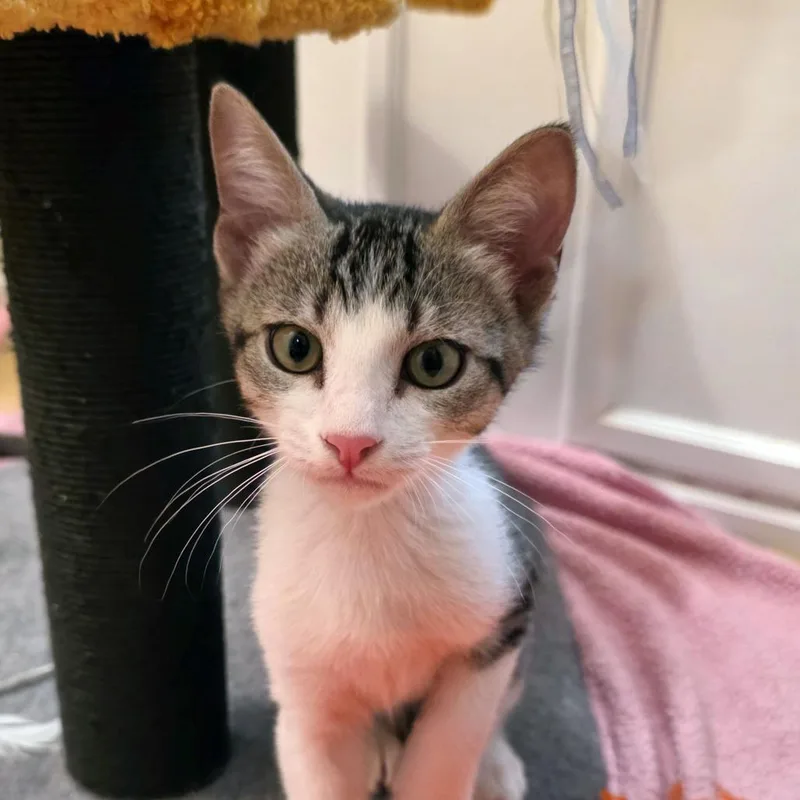A baby small-sized male Gray / Blue / Silver Domestic Short Hair cat named Small for adoption in Carencro, LA