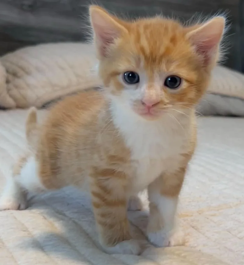 A baby small-sized male Orange & White Domestic Short Hair cat named Skipper for adoption in Beckley, WV