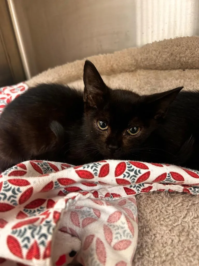A baby medium-sized female Domestic Short Hair cat named Coconut for adoption in Greeneville, TN