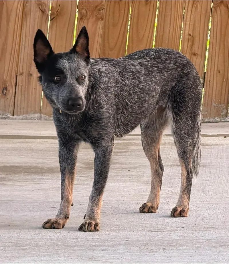 A young medium-sized female Australian Cattle Dog / Blue Heeler dog named Hazel for adoption in Moyock, NC