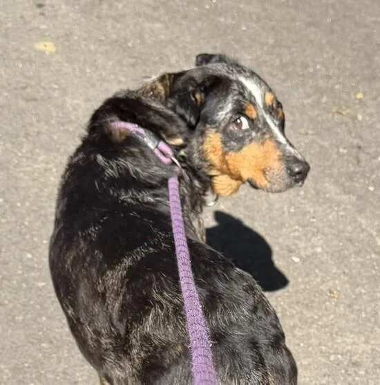 A young medium-sized female Cattle Dog dog named Lainey for adoption in Washington, DC