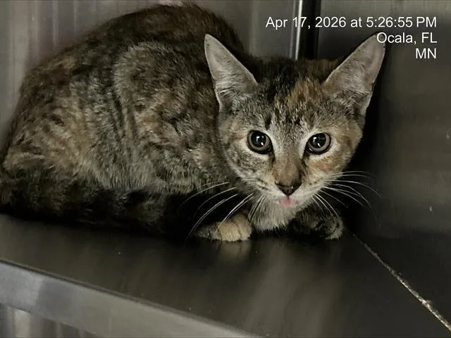A young small-sized female Domestic Short Hair cat named Lima Bean for adoption in Ocala, FL