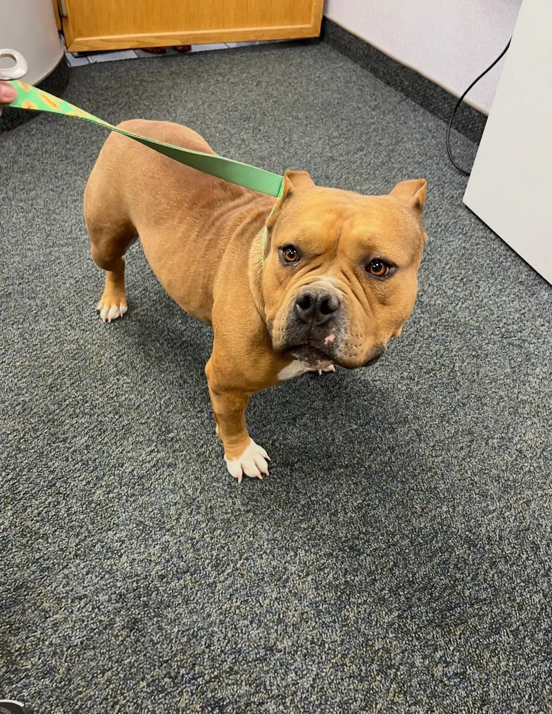 An adult medium-sized female Pit Bull Terrier dog named Polly Pocket for adoption in Pocatello, ID