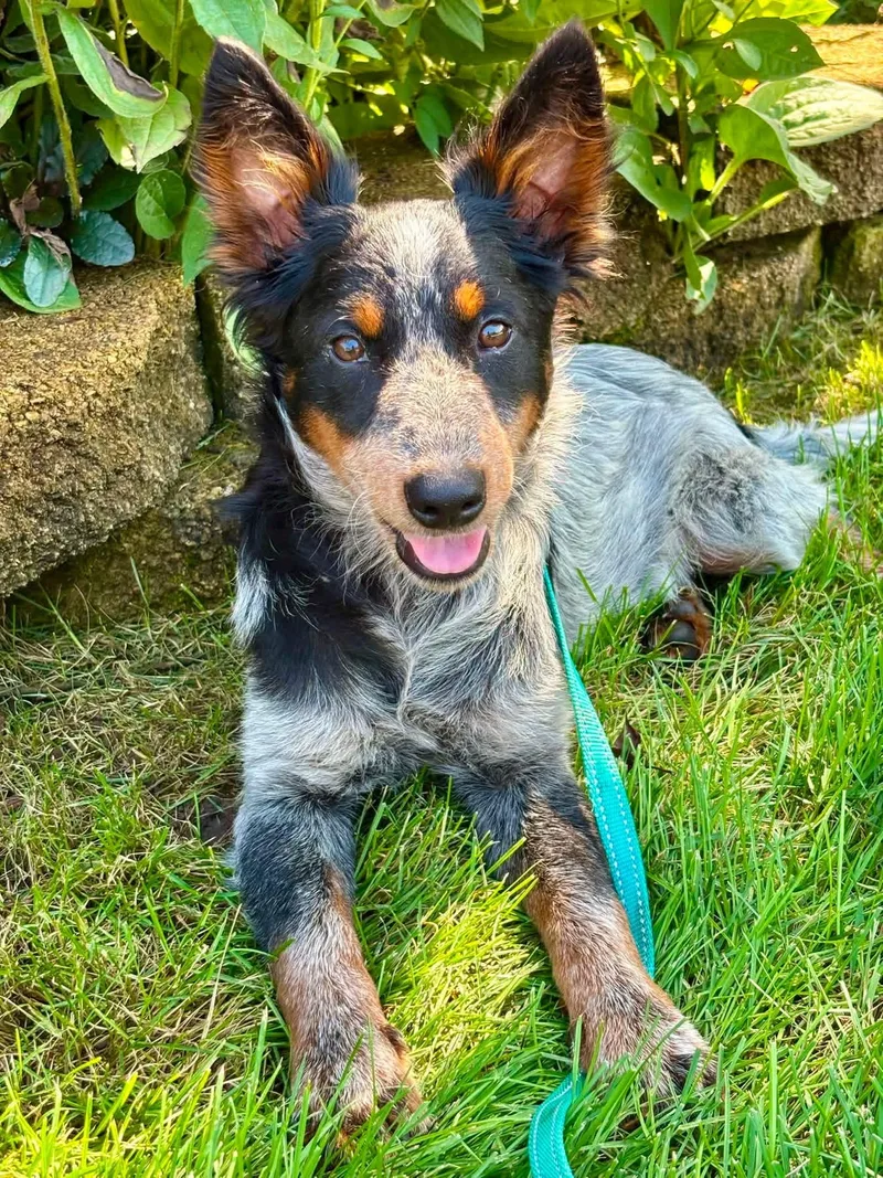 A baby medium-sized male Tricolor (Brown, Black, & White) Australian Cattle Dog / Blue Heeler dog named Kelly for adoption in Orland Park, IL