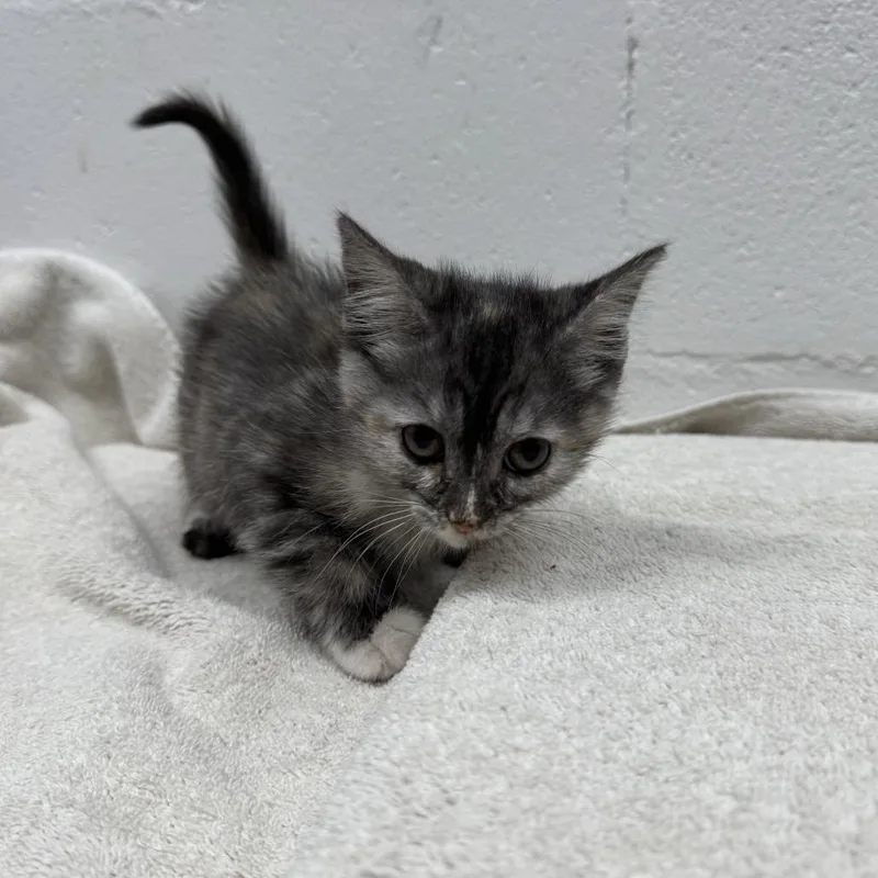 A baby small-sized female Brown / Chocolate Domestic Short Hair cat named Anne Hathaway for adoption in Saint Louis, MO