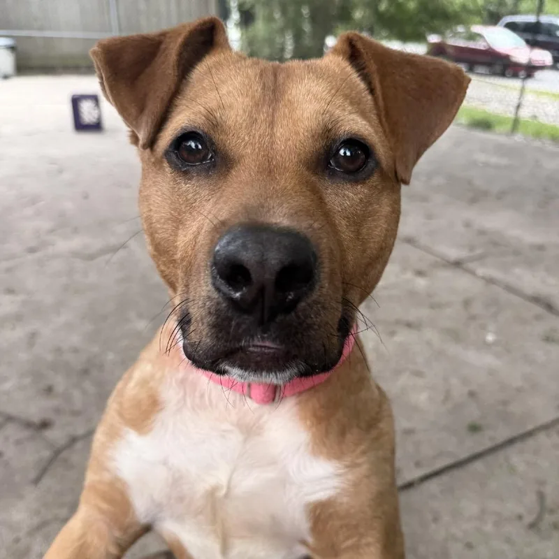 A young medium-sized male Yellow / Tan / Blond / Fawn American Staffordshire Terrier dog named Rj for adoption in Indianapolis, IN