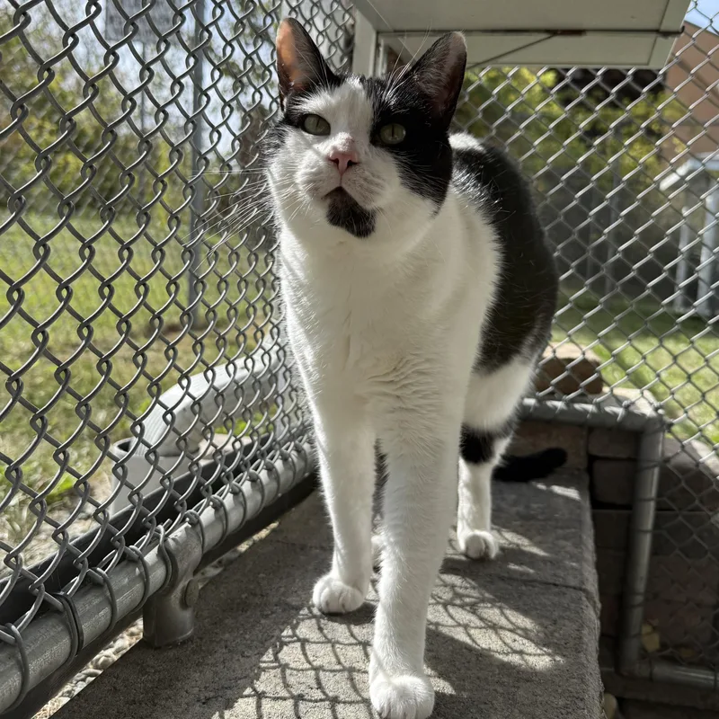 Silas & Tomtom thumbnail 2