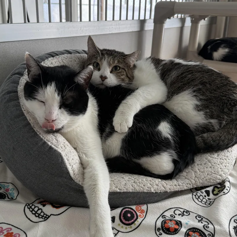 Silas & Tomtom thumbnail 3