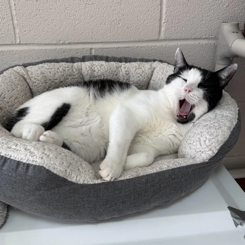 Silas & Tomtom thumbnail 4