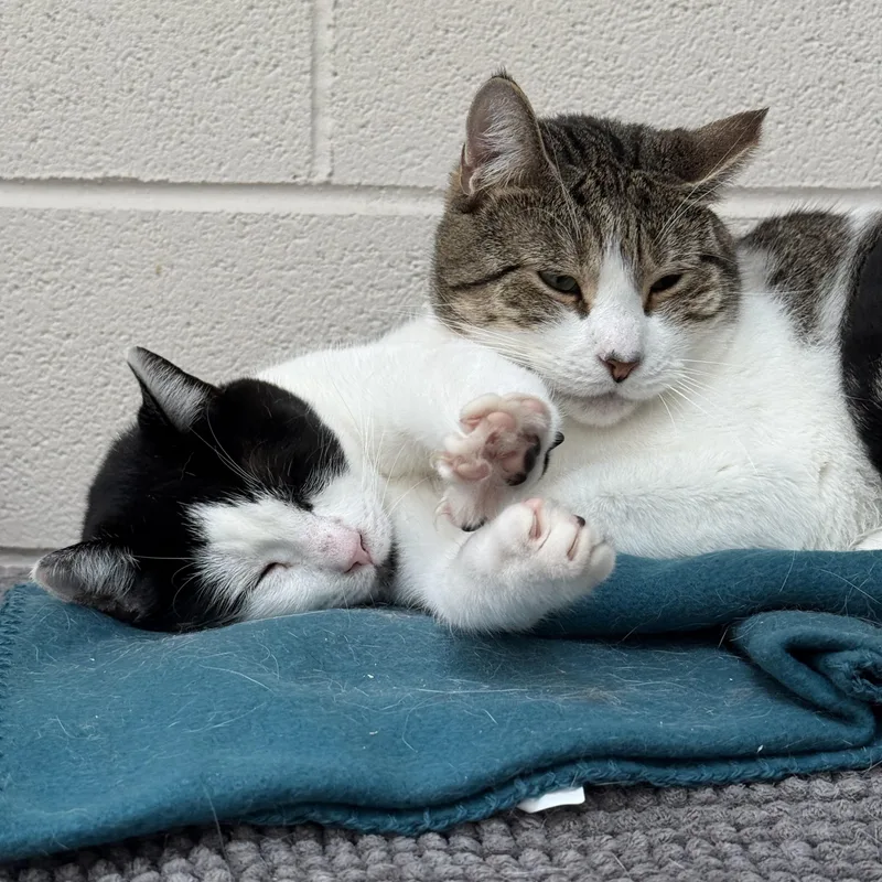 Silas & Tomtom thumbnail 5