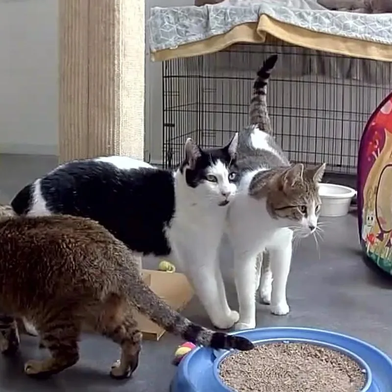 Silas & Tomtom thumbnail 6