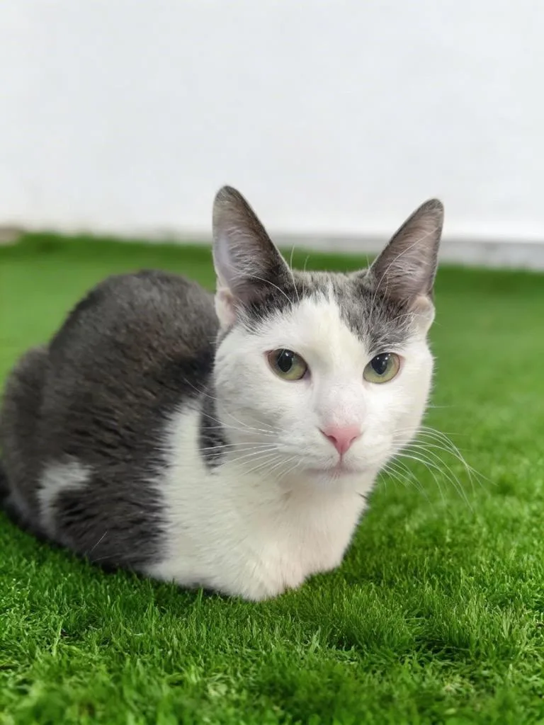 A young medium-sized female Domestic Short Hair cat named Ruby for adoption in Midland, TX