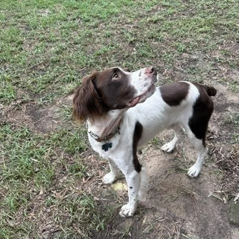 Ryder