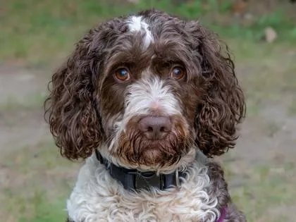 An adult large-sized male Brittany Spaniel dog named Brownie for adoption in Coon Rapids, MN
