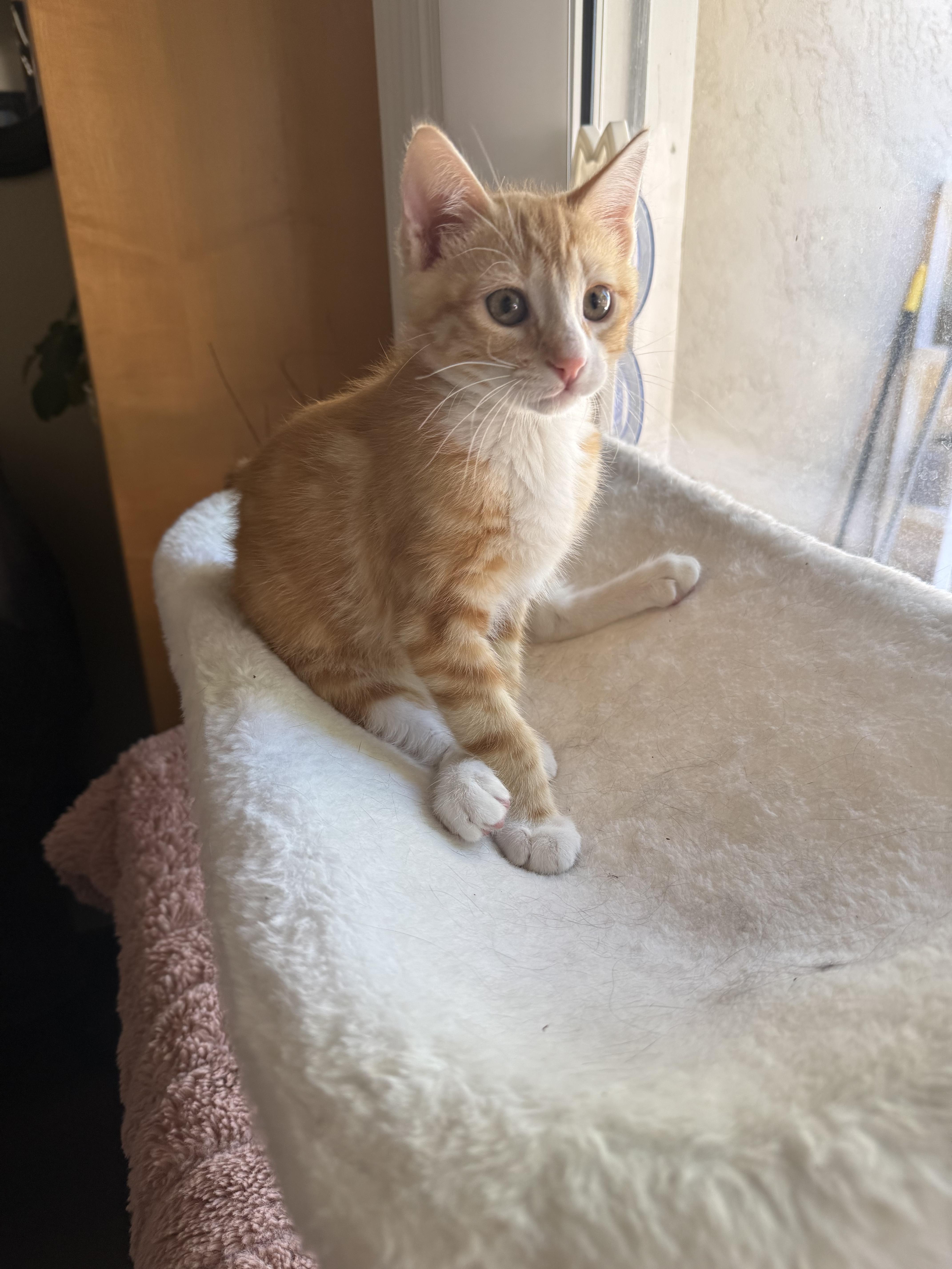 A baby medium-sized male Tabby (Orange / Red) Domestic Short Hair cat named Frankie B for adoption in Davis, CA