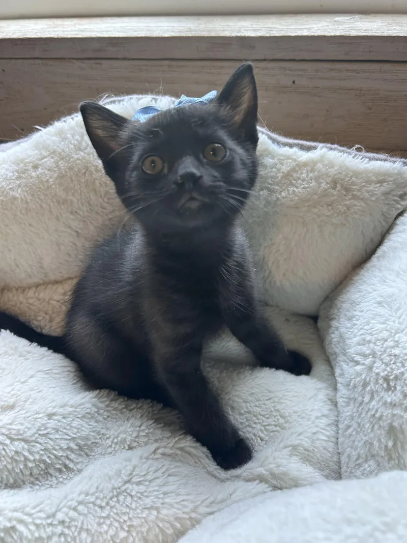 A baby medium-sized male Black Domestic Short Hair cat named Maverick for adoption in Bradenton, FL