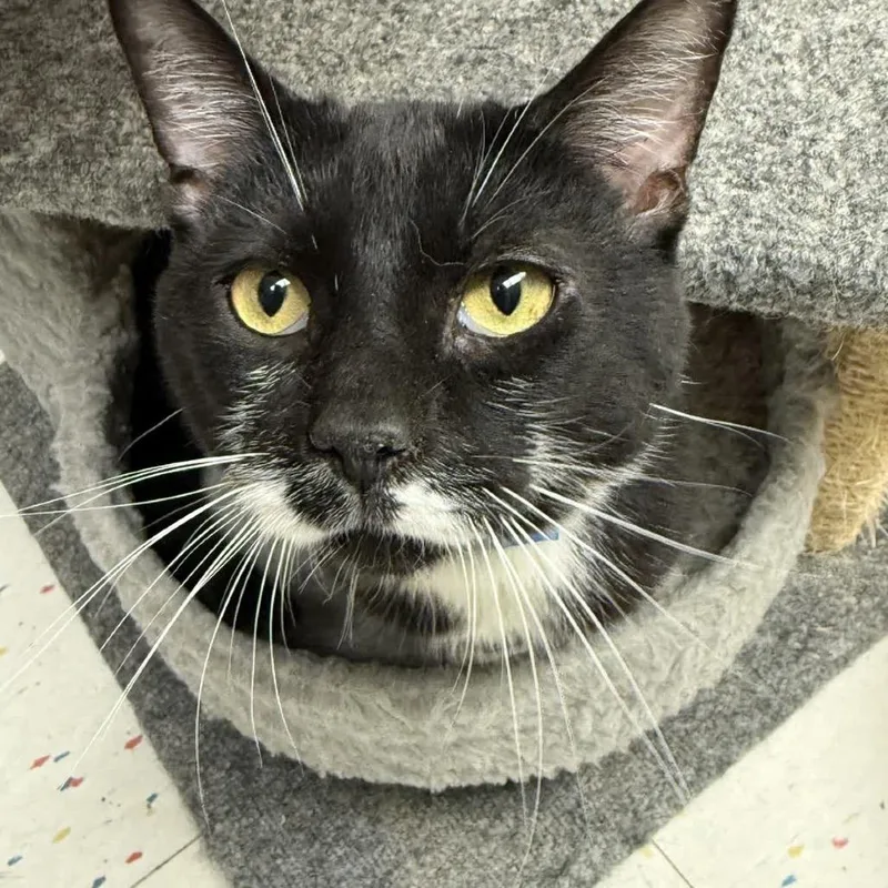 An adult large-sized male Black Domestic Medium Hair cat named Frank for adoption in Hamburg, NY