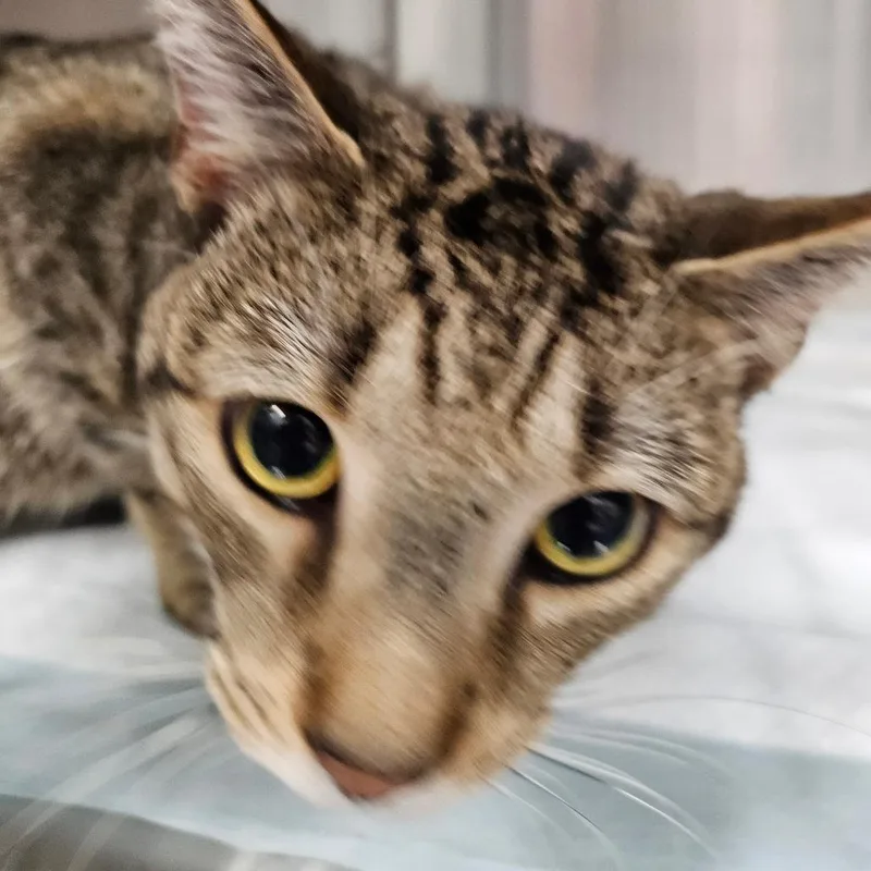 An adult medium-sized male Gray / Blue / Silver Domestic Short Hair cat named Maximus for adoption in Greensboro, NC