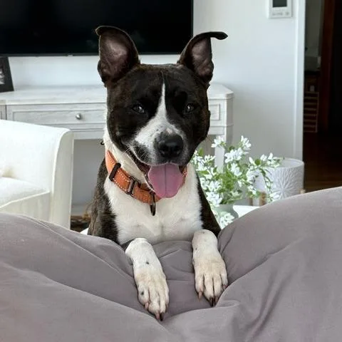 Talia