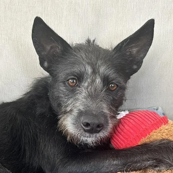 A young medium-sized female Schnauzer dog named Faith for adoption in Carmel, NY